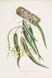 Illustration von Epidendrum parkinsonianum (als syn. Epidendrum aloifolium)
